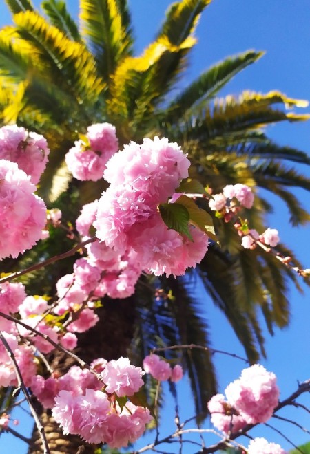 Цветущий Бахрейн весной: Москва–Через Калининград к марту, апрелю и маю - Бахрейн